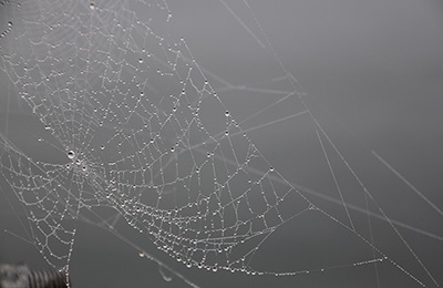 Morning Web